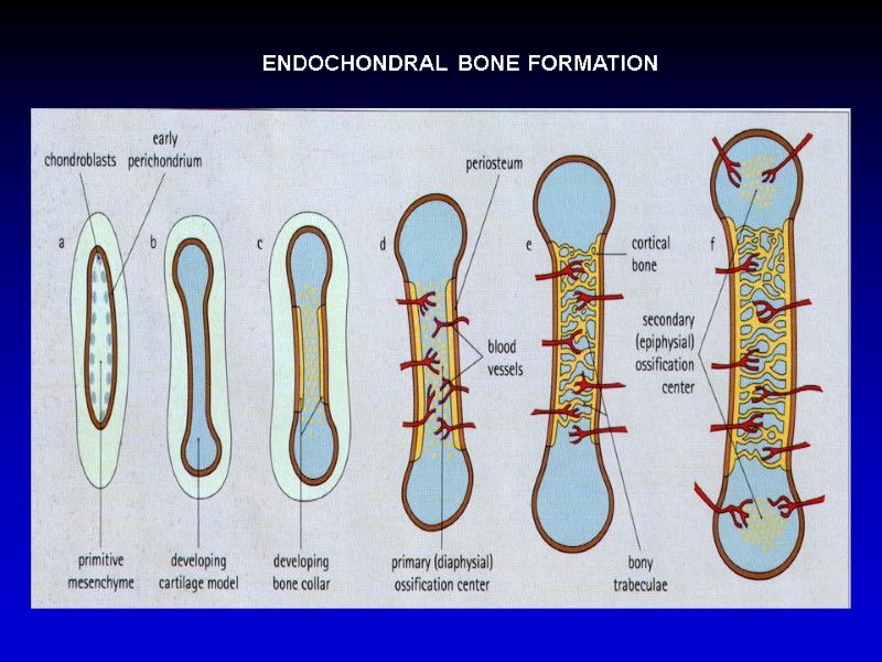 ENDOCHONDRAL BONE FORMATION